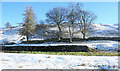 NY9039 : Trees alongside dry stone wall in Middle Hope by Trevor Littlewood