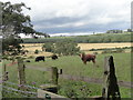 NZ0755 : Grazing cattle by Robert Graham