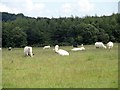 NZ1748 : Grazing cattle beside Edge Lane by Robert Graham