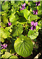 SX9065 : Violets, Stantaway Hill by Derek Harper