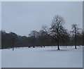 SP9912 : Lampposts and trees in Ashridge College grounds by Charlotte Farrow