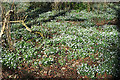 NJ6862 : Snowdrops (Galanthus nivalis) by Anne Burgess