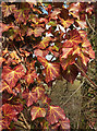 SX8866 : Ivy on post near Parson's Bridge by Derek Harper