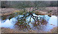 SU2707 : Tree and water south of the road by Des Blenkinsopp