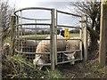 SJ7949 : Sheep-infested kissing gate by Jonathan Hutchins