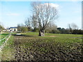 TL2138 : Pollarded tree, Astwick by Humphrey Bolton