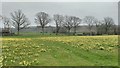 SO6730 : Wild daffodils, Kempley by Philip Halling