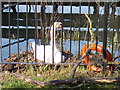 TL2097 : Swan's nest behind The Woolpack, Stanground by Paul Bryan