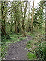 TQ7512 : Path in RSPB Fore Wood by PAUL FARMER