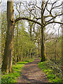 TQ5682 : Spring sunshine in Running Water Wood, Belhus Woods Country Park by Roger Jones