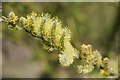 SO8552 : Pussy willow catkins by Philip Halling