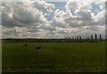 TL6600 : Cattle grazing south of Margaretting, from the railway by Christopher Hilton