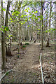 TM2241 : Path through Snowdrop Glade by Geographer