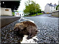 H4572 : Dead hedgehog, Kelvin Road, Omagh by Kenneth  Allen