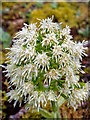 NH8072 : Close-up of the Butterbur flower by the B9175 by valenta