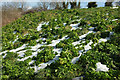 SX9065 : Snow on Stantaway Hill by Derek Harper