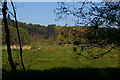 TM4664 : View across the water-meadow towards Goose Hill by Christopher Hilton