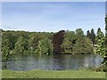 SJ8640 : Heronry on island at Trentham Gardens by Jonathan Hutchins