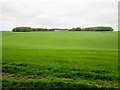 SE8463 : Wharram  Percy  Farm  from  North  Plantation by Martin Dawes