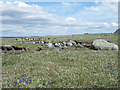 NY8428 : Gentians and rocks at Thistle Green by Trevor Littlewood