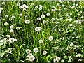 SJ9022 : Dandelion clocks by Philip Halling