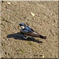 NH8857 : House Martin on the bank of the River Nairn by valenta