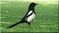 NT2573 : Magpie in Princes Street Gardens, Edinburgh by Graham Robson