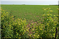 SX7736 : Crop near East Prawle by Derek Harper