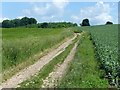 SK5326 : Barley and beans by Alan Murray-Rust