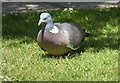 NJ6201 : Wood Pigeon browsing on a domestic lawn in Torphins by Stanley Howe