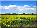 SJ4368 : Field of Rapeseed near Mickle Trafford by Jeff Buck