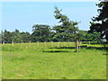 SJ8009 : Pasture land in Weston Park by John M