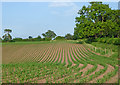 SJ6542 : Maize field near Audlem in Cheshire by Roger  D Kidd