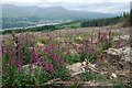 SD3194 : Felled forest near Lawson Park by Ian Taylor