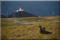 HP6017 : Pair of Great Skuas on Hermaness Hill, Shetland by Andrew Tryon