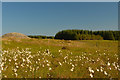 ND2644 : Grey Cairns of Camster in Summer, Caithness by Andrew Tryon