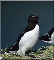 NM2742 : Razorbill (Alca torda) on Lunga by Rob Farrow