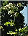 SX9066 : Giant hogweed near the County Court by Derek Harper