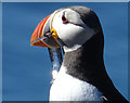 NT6599 : Puffin (Fratercula arctica) by Anne Burgess