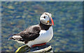 NT6599 : Puffin (Fratercula arctica) by Anne Burgess