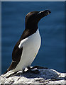 NT6599 : Razorbill (Alca torda) by Anne Burgess