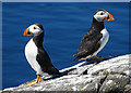 NT6599 : Puffins (Fratercula arctica) by Anne Burgess