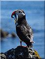 NT6698 : Puffin (Fratercula arctica) by Anne Burgess