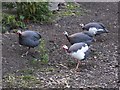 SO9156 : Guinea Fowl at the Green Farm, Crowle by Oliver Dixon