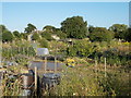 TF1606 : Allotments off Rectory Lane, Peakirk by Paul Bryan