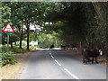 TQ4628 : Cattle in the road, Ashdown Forest by Malc McDonald