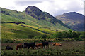 NY3006 : Cattle grazing, Great Langdale by Ian Taylor