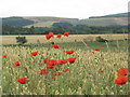 NT4562 : Poppies and wheat at Humbie by M J Richardson