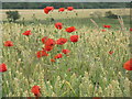 NT4562 : Poppies and winter wheat at Humbie by M J Richardson