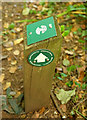 SX8963 : Waymark, Manscombe Plantation by Derek Harper